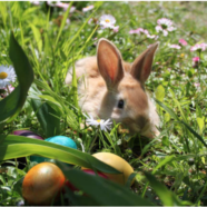 Le printemps