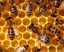 Des nouvelles de nos abeilles